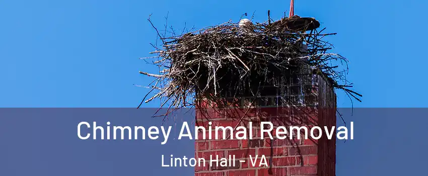 Chimney Animal Removal Linton Hall - VA