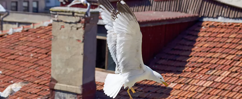 Residential Chimney Animal Removal Solution in Linton Hall, VA
